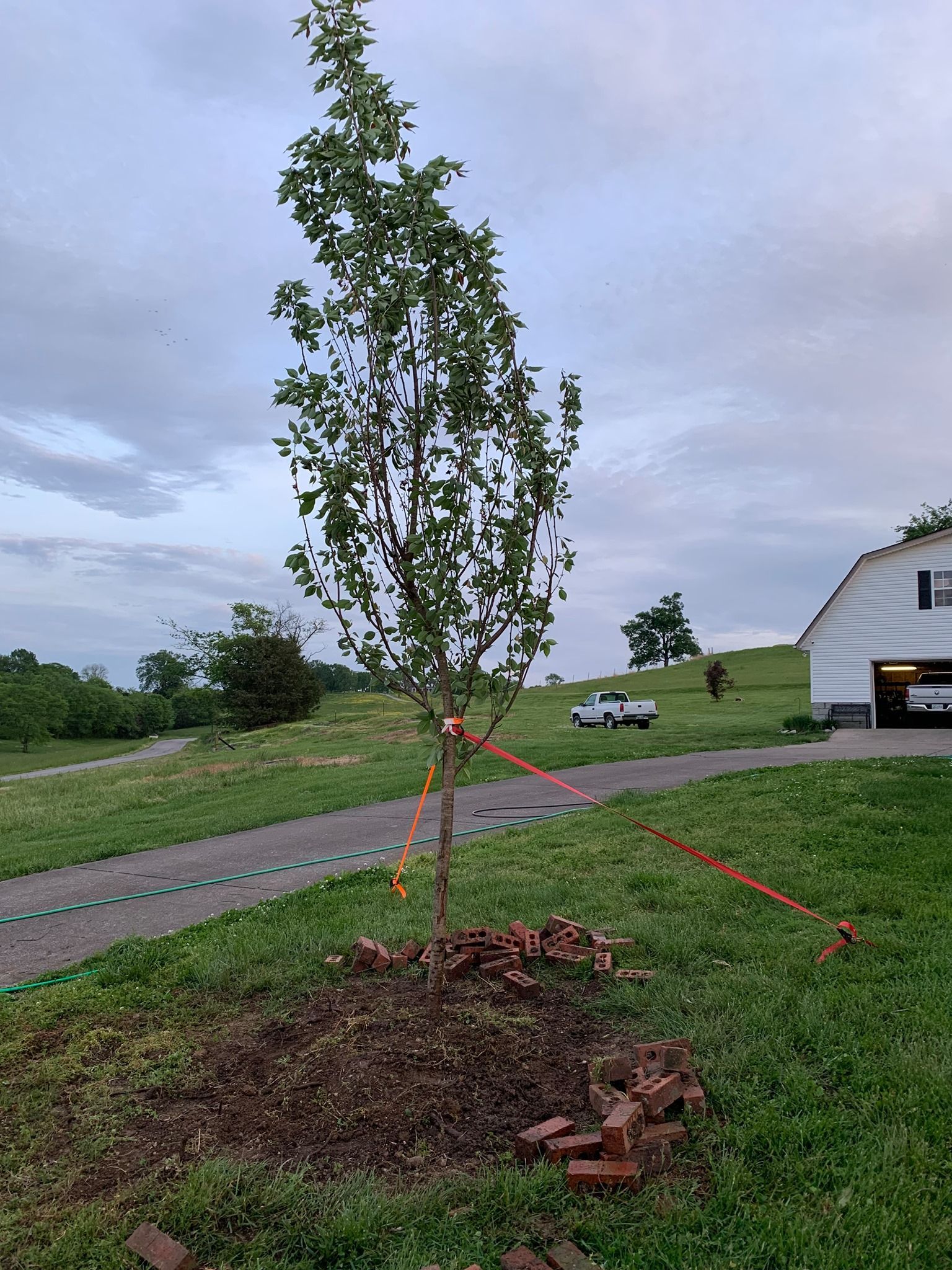 A tree is sitting in the middle of a grassy field next to a garage.