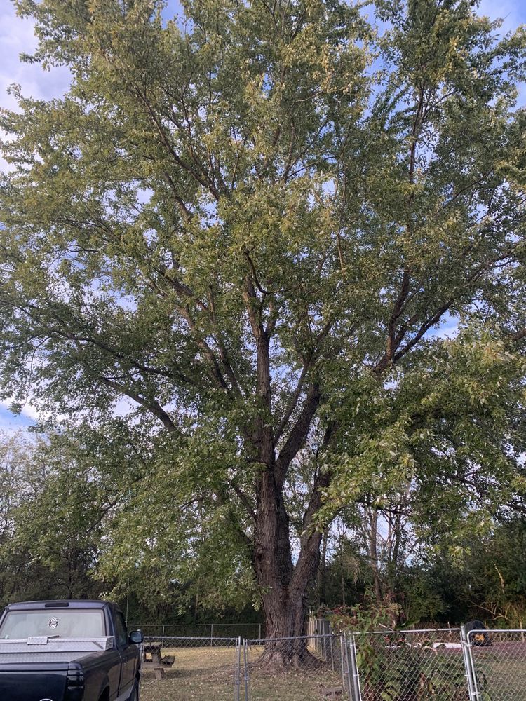 A truck is parked in front of a large tree.