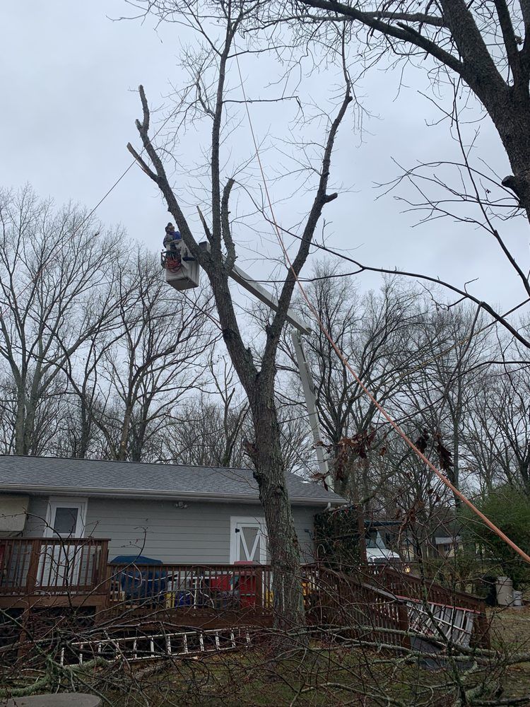 A man in a bucket is cutting a tree in front of a house.