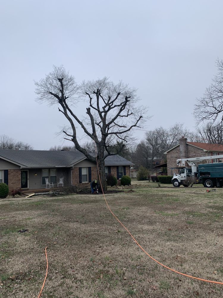 A tree is being cut down in front of a house.