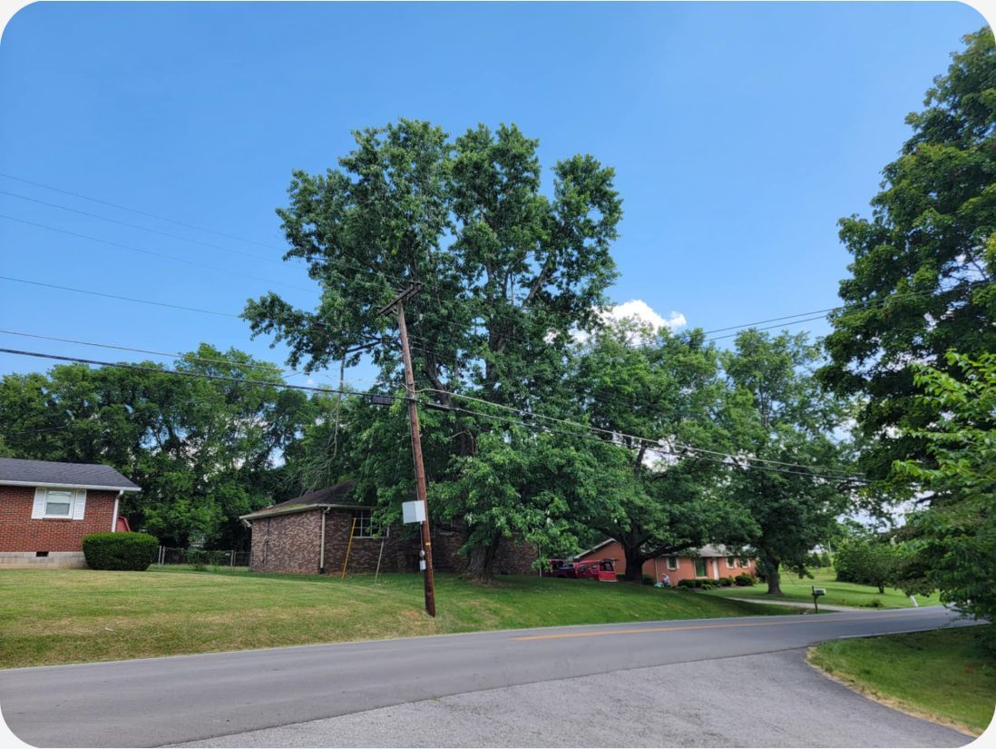 A tree in the middle of a street next to a house
