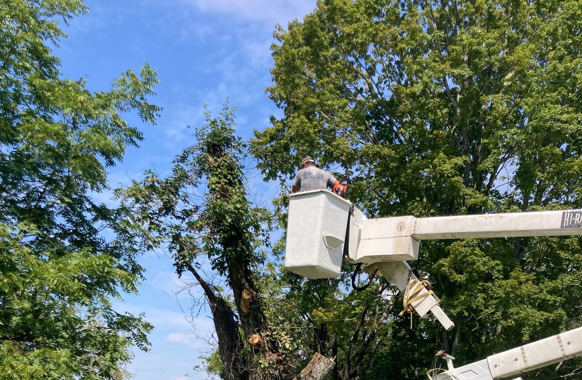 A man in a bucket is cutting a tree.