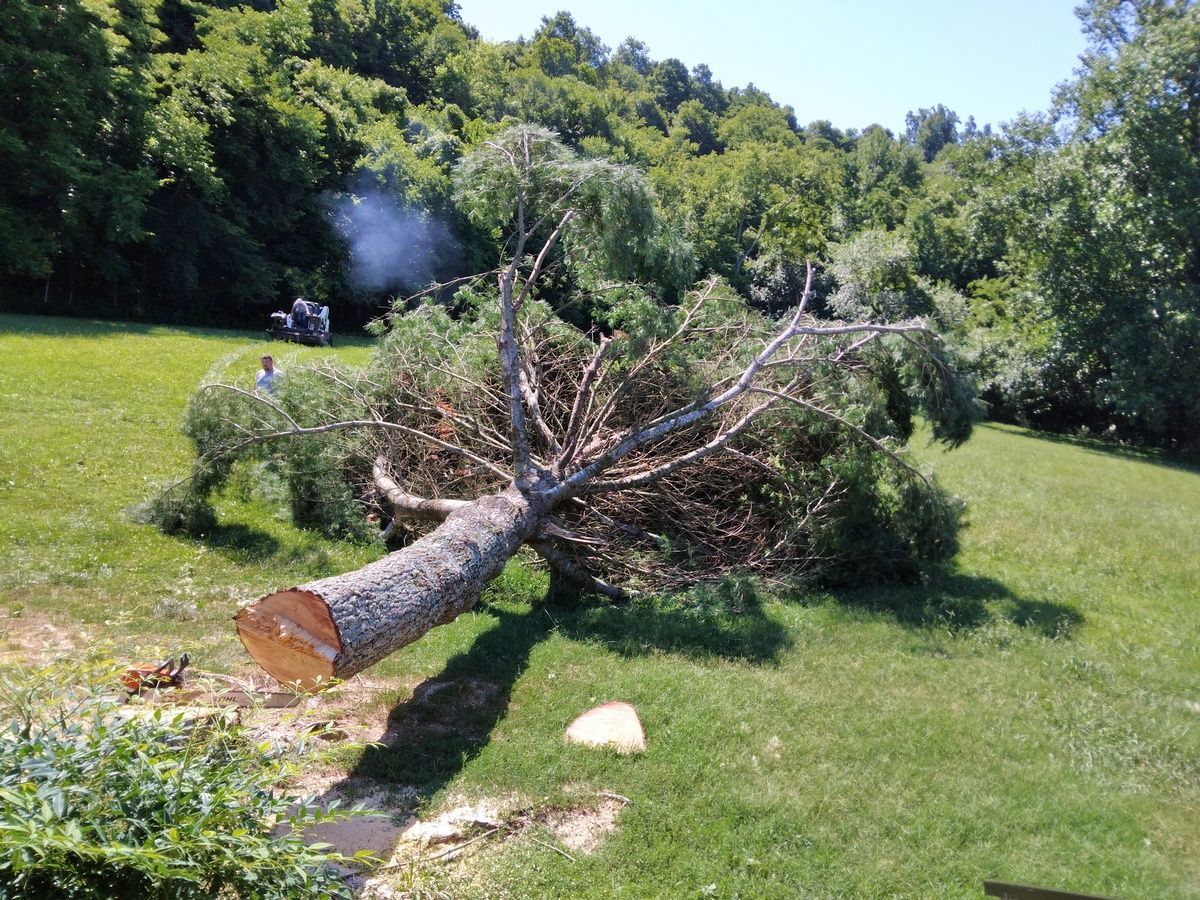 A large tree is laying on its side in a grassy field.