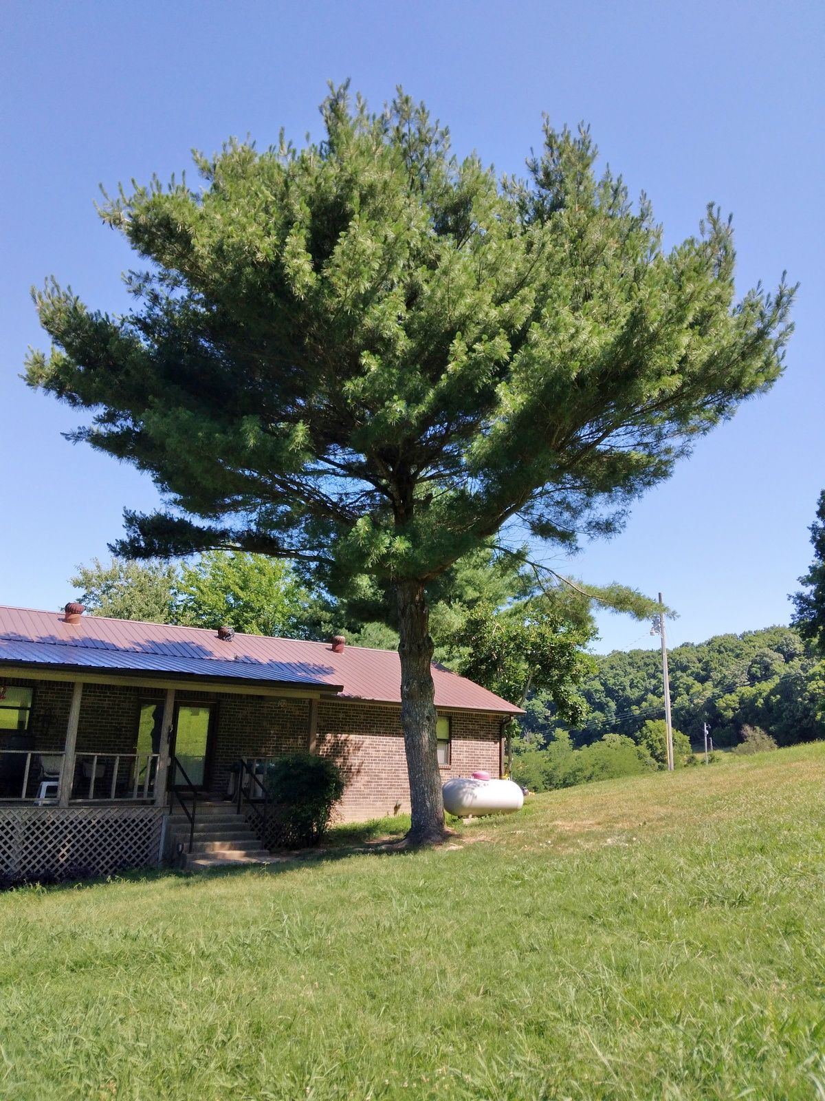 A house with a large pine tree in front of it