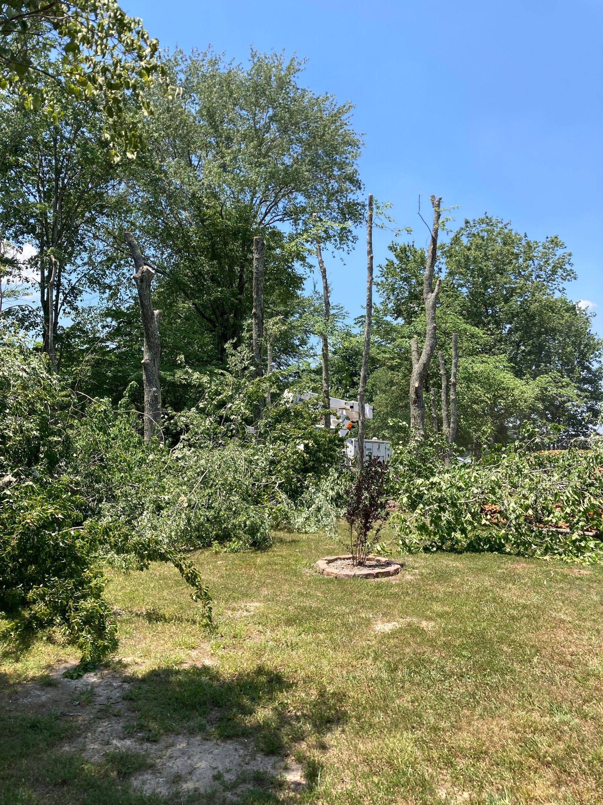 A yard with a lot of trees that have been cut down.