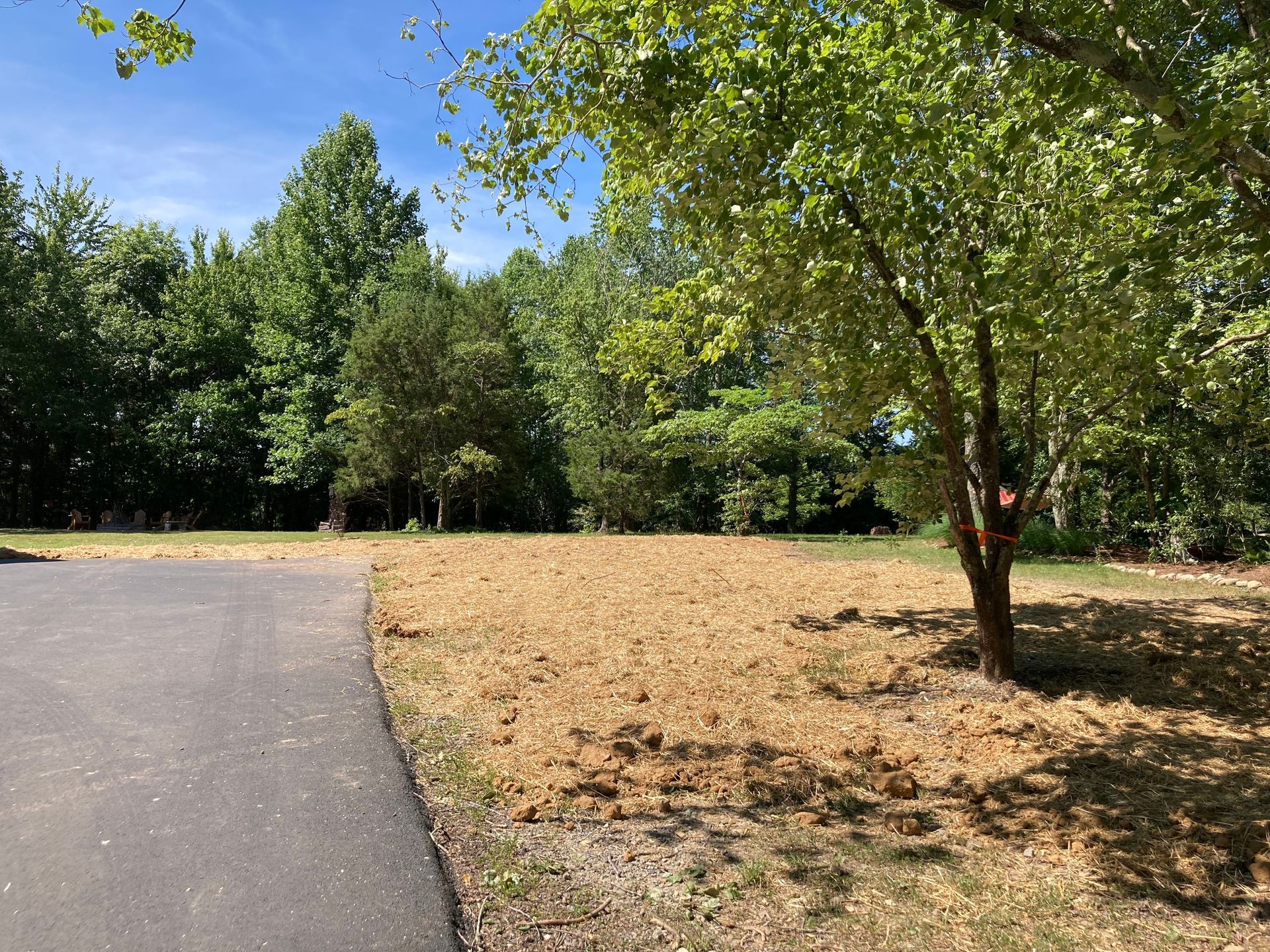 There is a tree in the middle of a field next to a road.