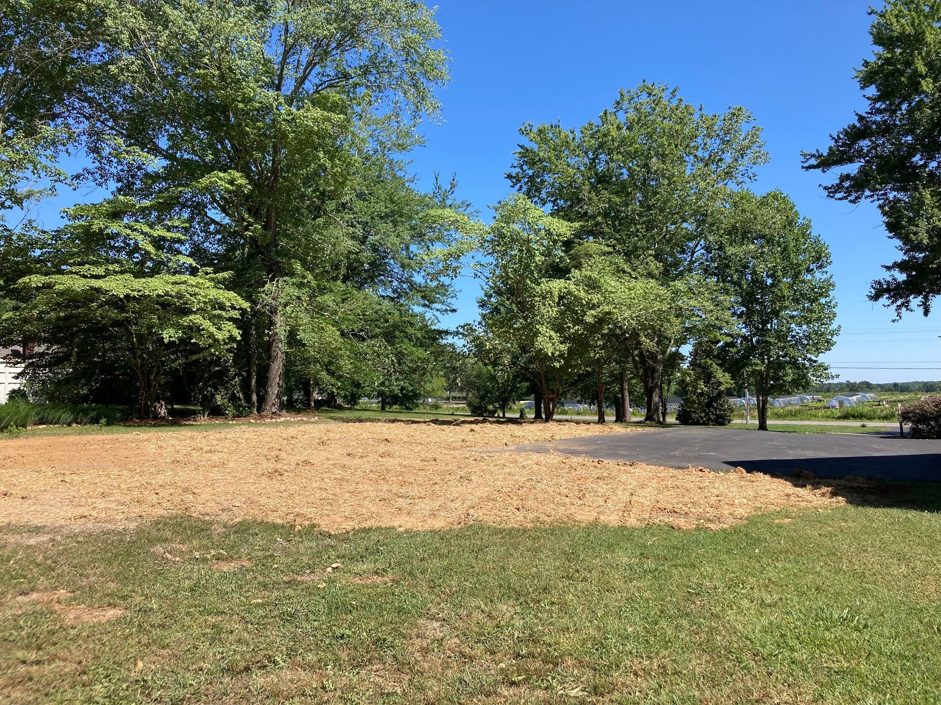 There is a lot of grass and trees in the background.