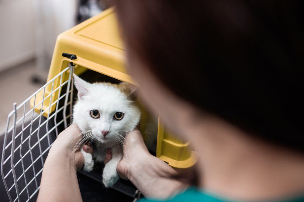 assistenza veterinaria per animali domestici