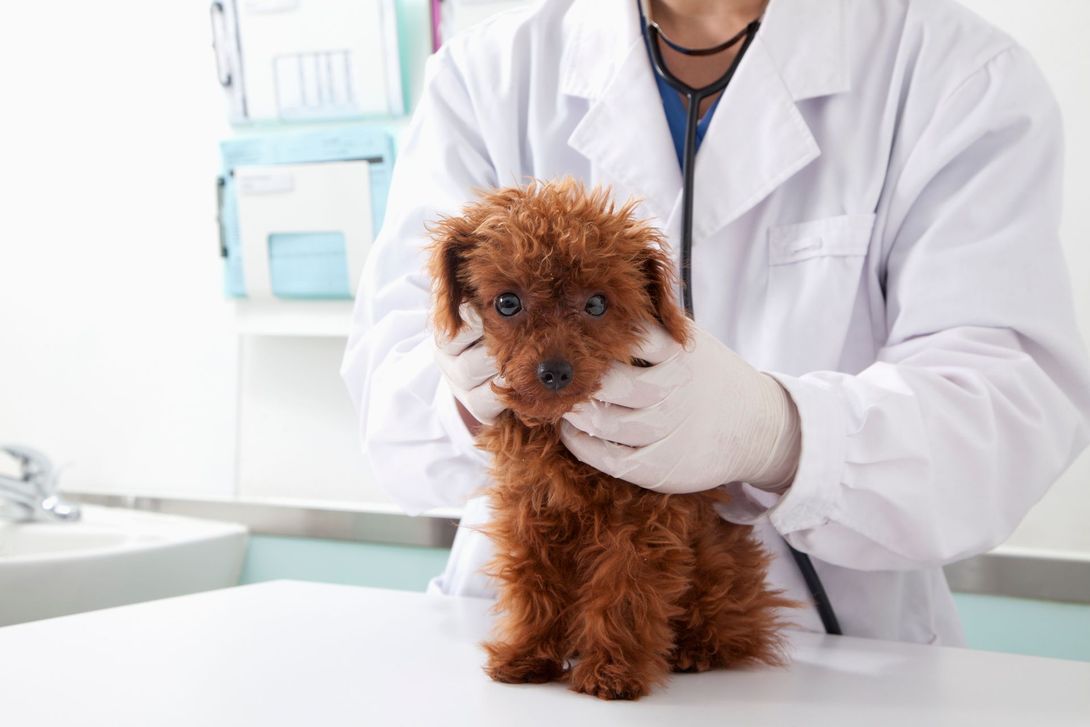 Un veterinario sta esaminando un piccolo cane marrone con uno stetoscopio.