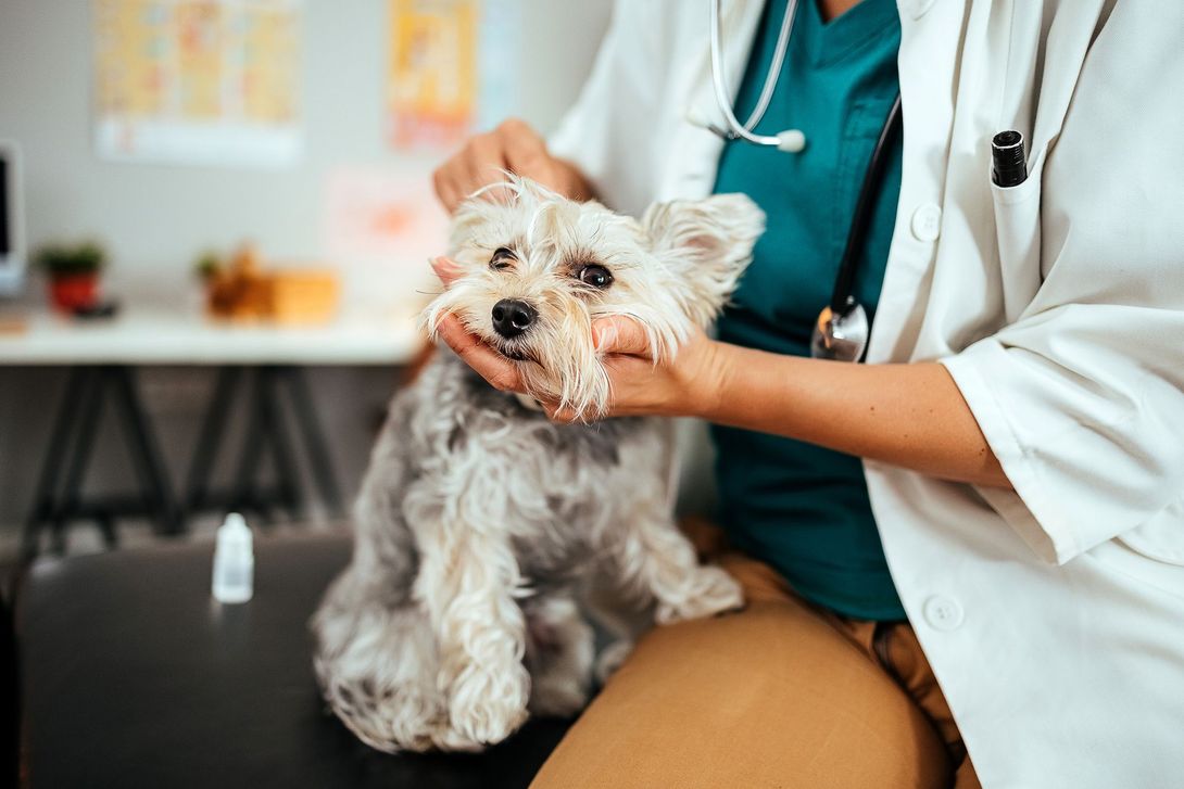 Una veterinaria tiene in grembo un cagnolino.