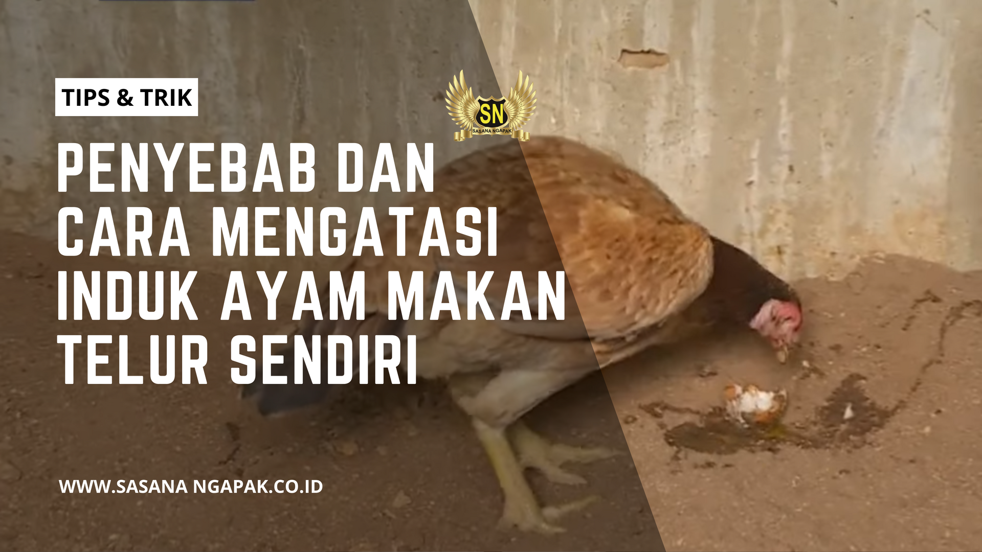 Penyebab dan Cara Mengatasi Induk Ayam Makan Telur Sendiri