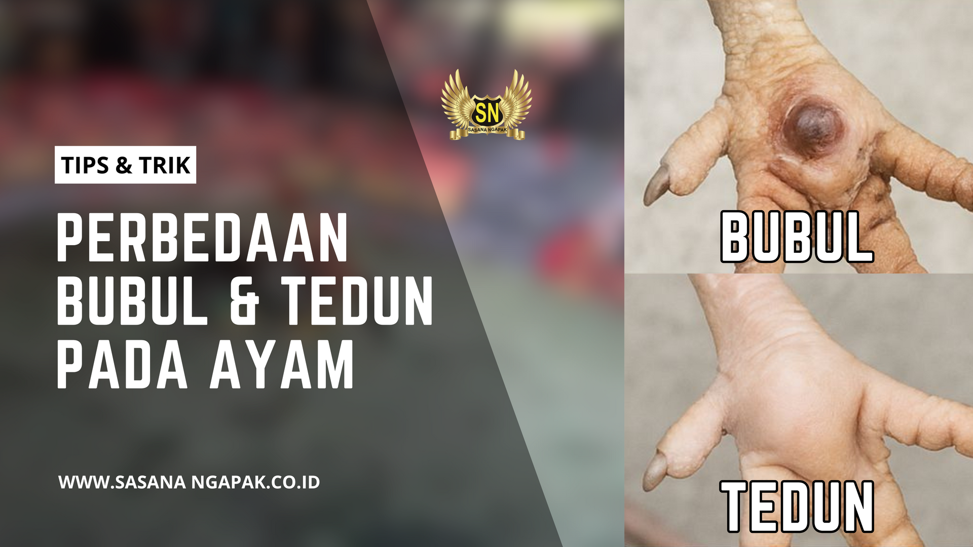 Perbedaan Bubul & Tedun Pada Ayam