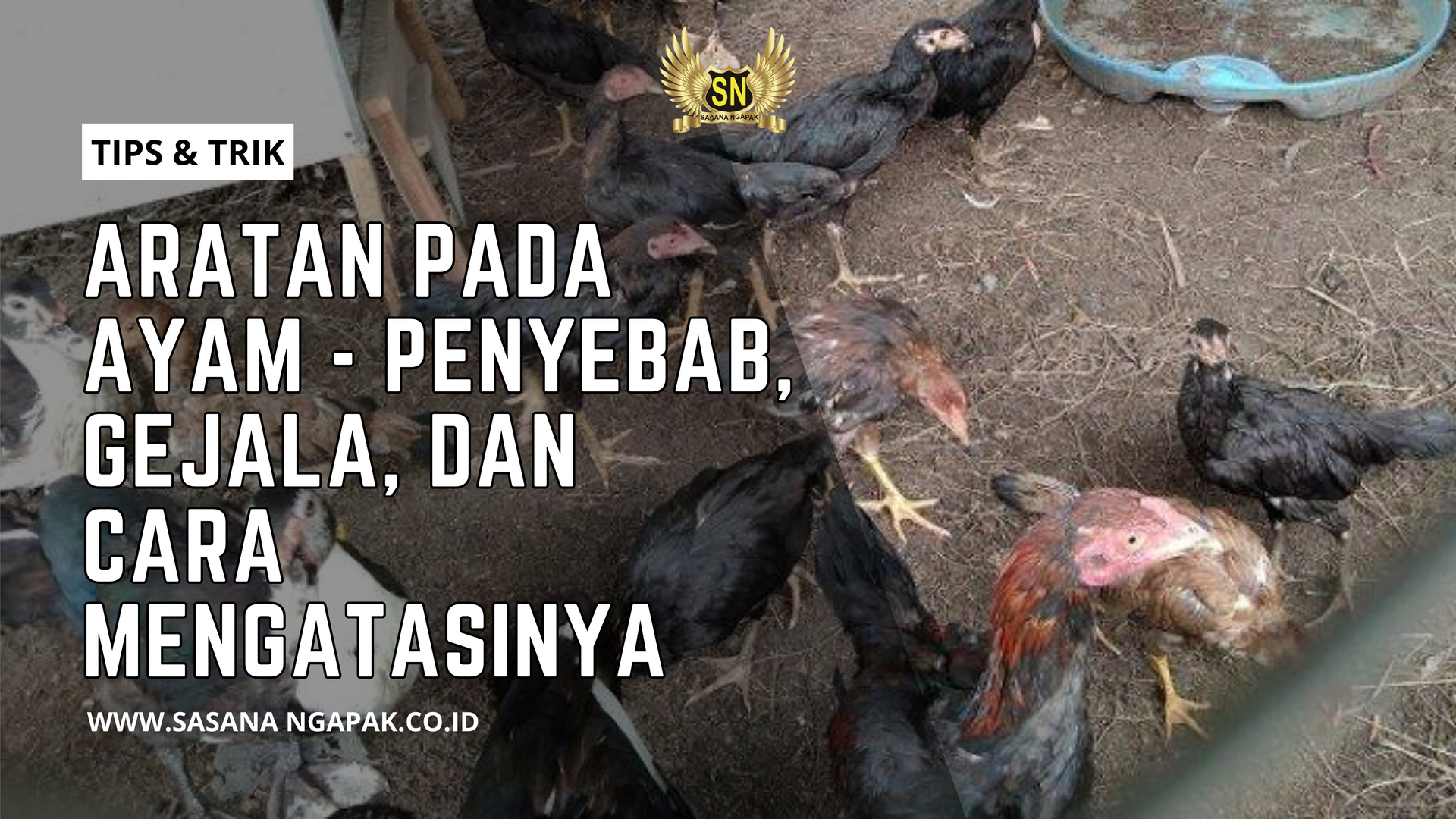 Cara Menatasi Aratan Pada Ayam