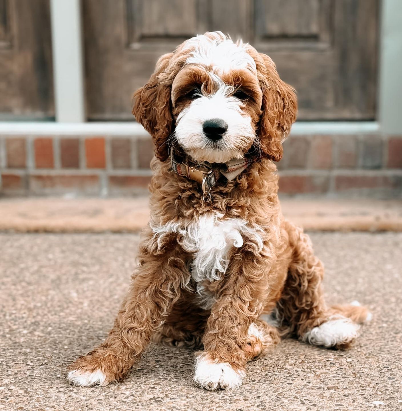 A brown and white puppy is sitting on the ground in front of a door.