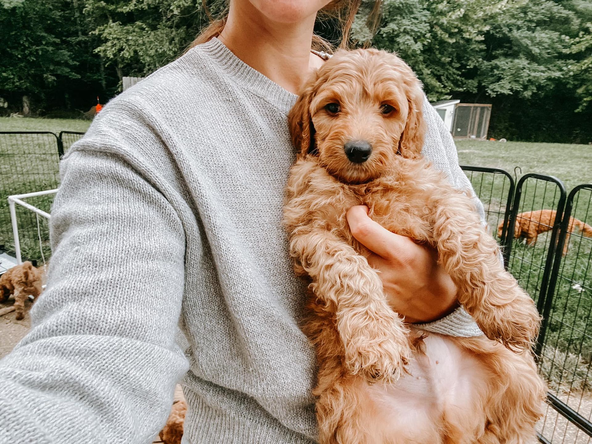 A woman is holding a brown puppy in her arms.