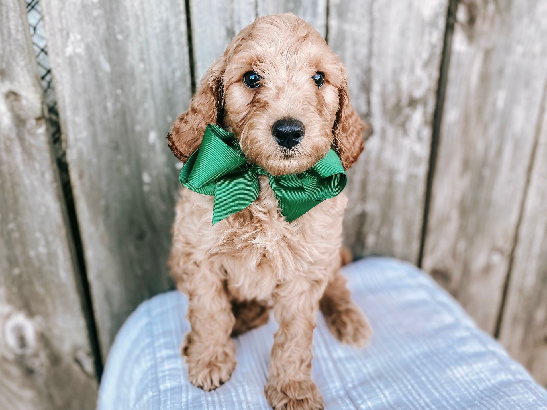 A brown puppy wearing a green bow tie is sitting on a blanket.