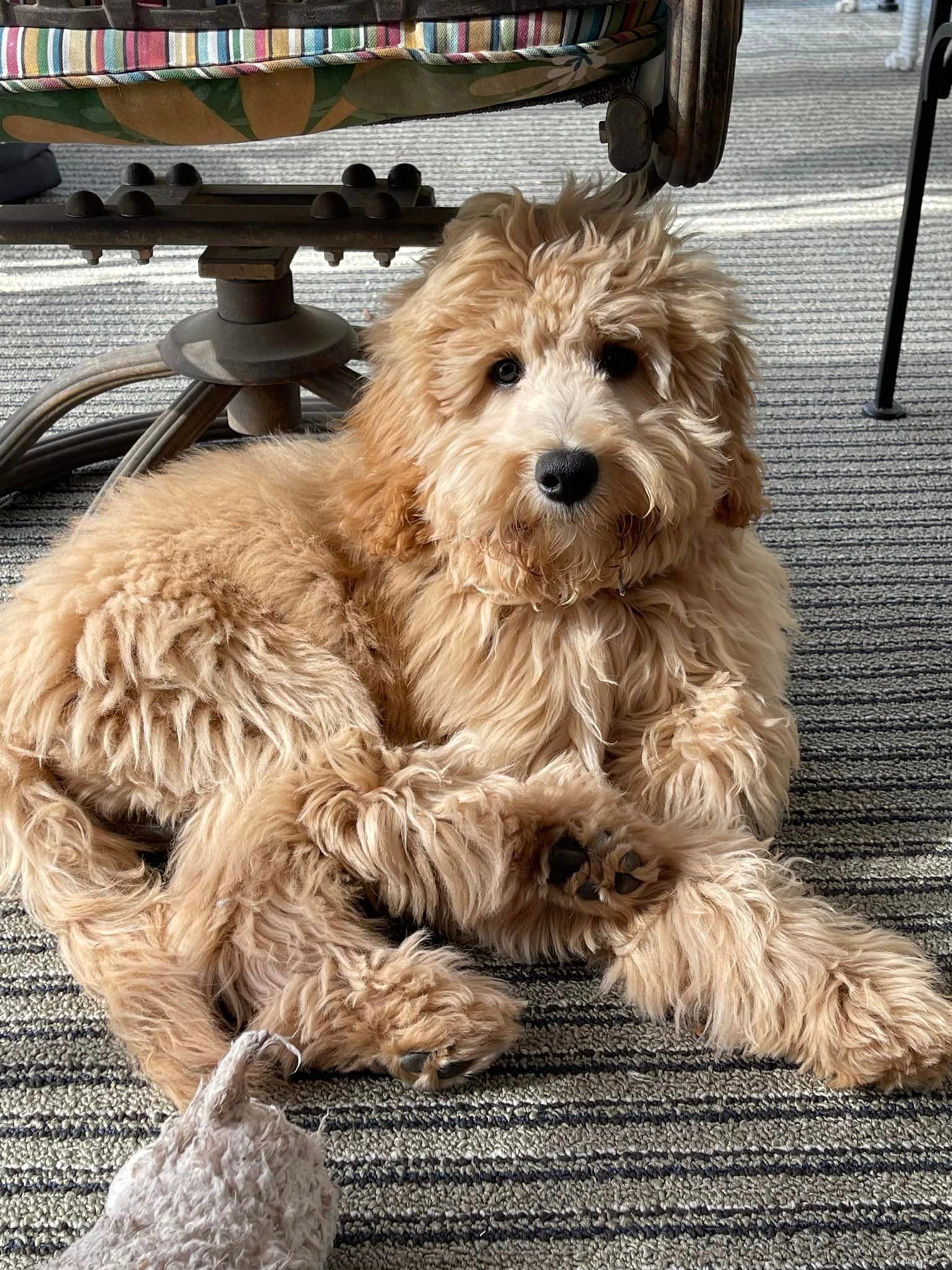 A dog is laying on the floor next to a chair.