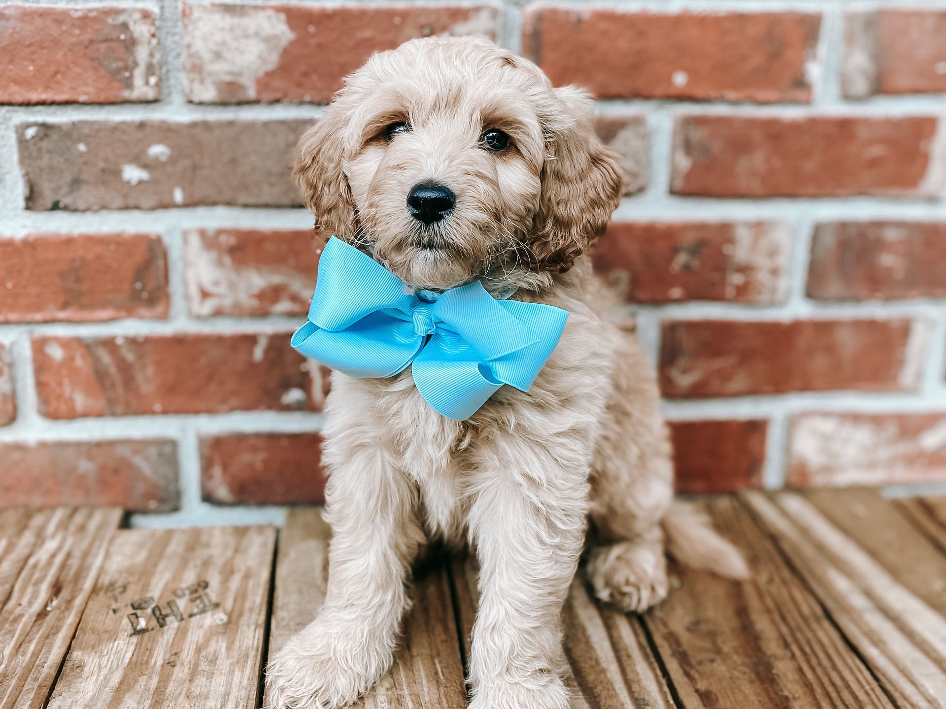 A puppy wearing a blue bow tie is sitting on a wooden floor in front of a brick wall.