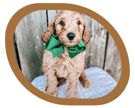 A brown puppy wearing a green bow tie