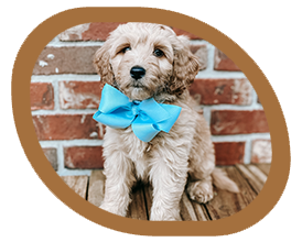 A puppy wearing a blue bow tie is sitting in front of a brick wall.