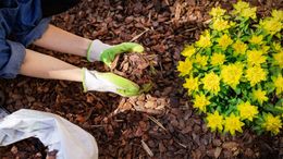 A person is planting flowers in a garden.