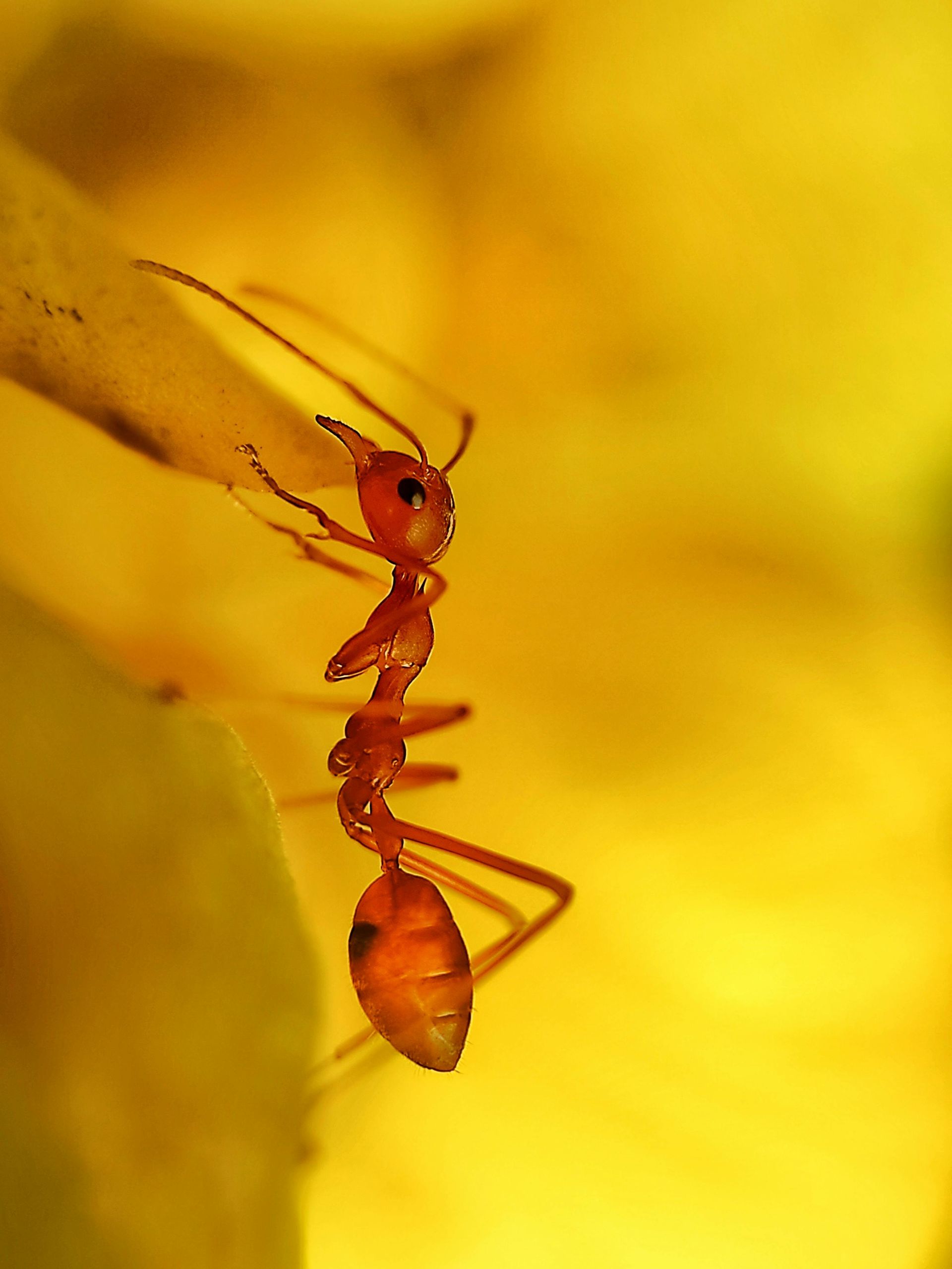 Red ant on a yellow background, grasping a leaf.