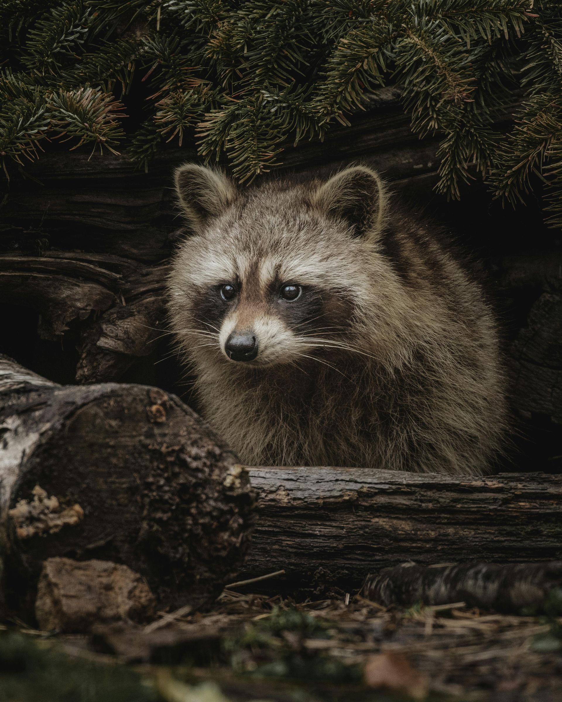 Raccoon peeks out from between logs and evergreen branches. The raccoon has dark markings around its eyes.