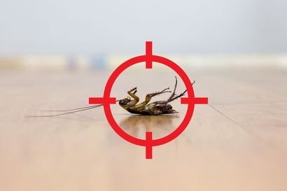 Dead cockroach on wooden floor, targeted by red crosshairs.