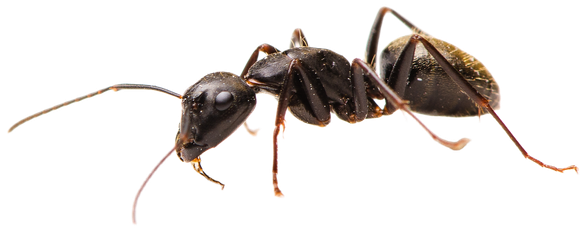 A black ant on a white background, detailed view of its body.