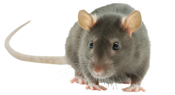 Gray rat with pink feet and large ears on white background.