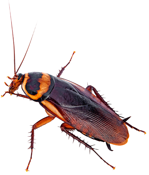 Cockroach, brown and black, with antennae and spiny legs, on white background.
