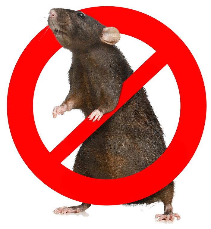 Rat inside a red 