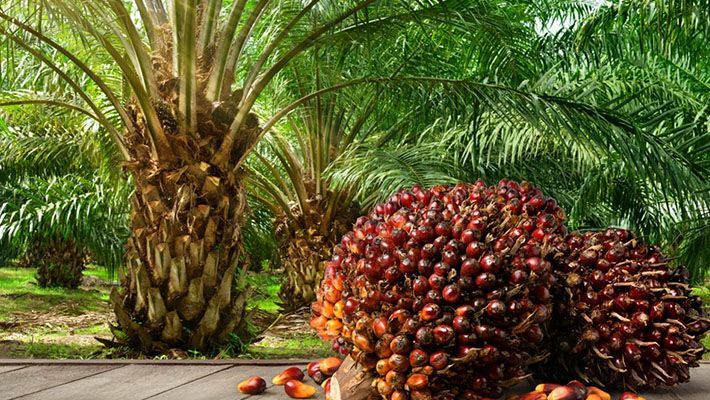 A bunch of palm nuts are sitting on a wooden table in front of a palm tree.