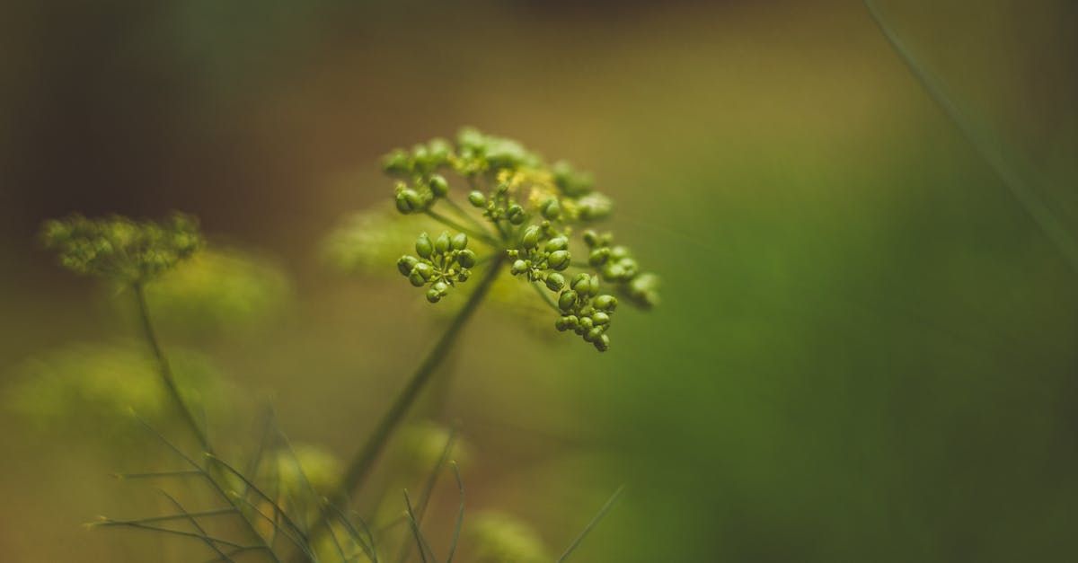 A close up of a green flower with a blurry background.