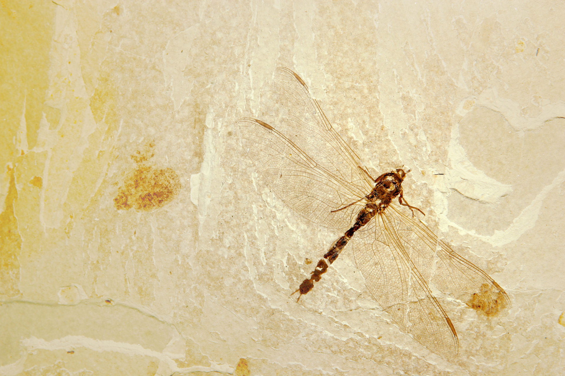 A fossil of a dragonfly is on a piece of paper.