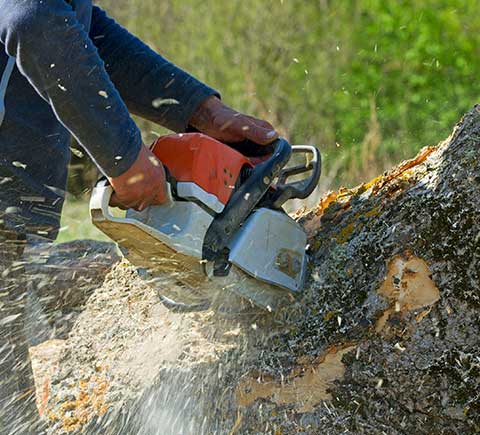 Tree Removal — Man Cutting Tree in Fort Atkinson, WI