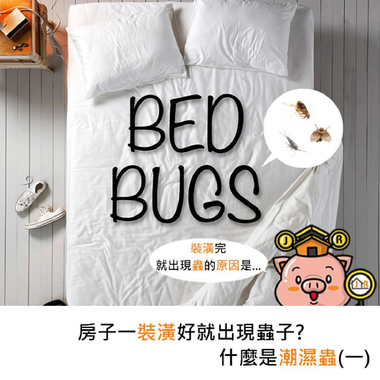 房子一裝潢好就出現蟲子？什麼是潮濕蟲