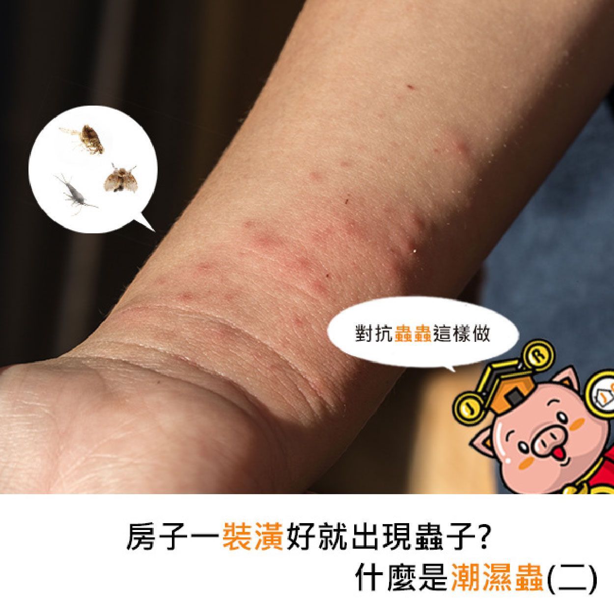 房子一裝潢好就出現蟲子？什麼是潮濕蟲