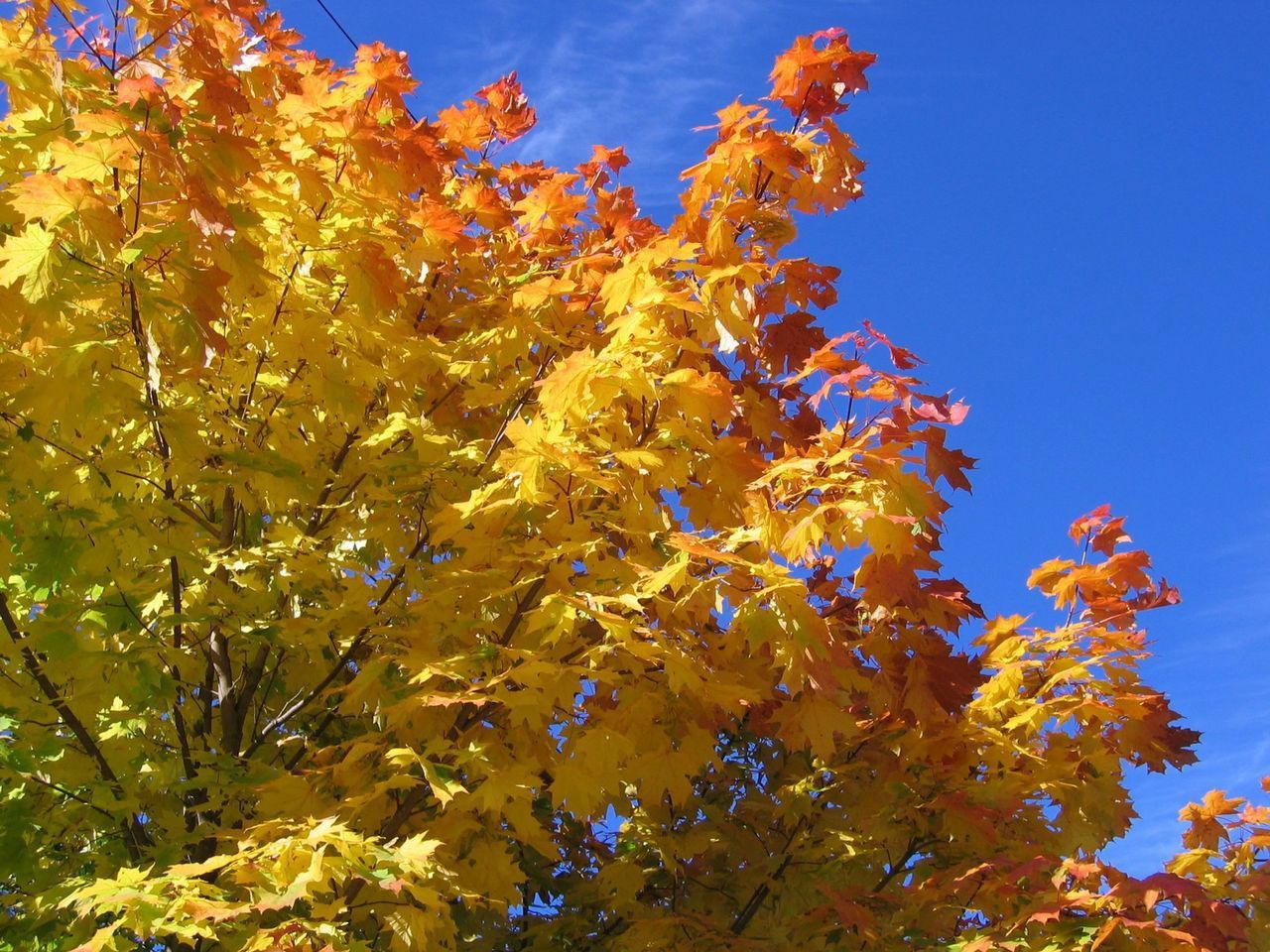 A tree with yellow and orange leaves against a blue sky A tree with yellow and orange leaves against a blue sky