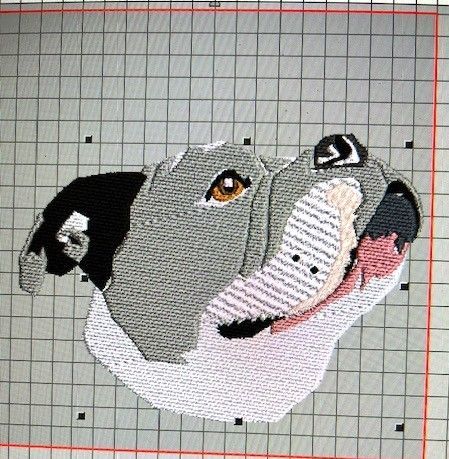 Staffie being digitised