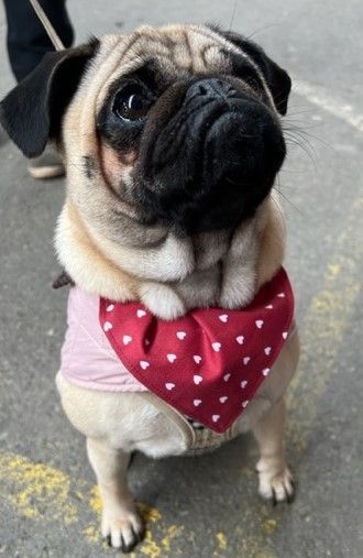 Pug Bandana