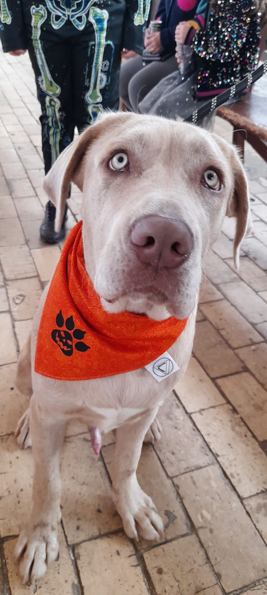 Hallowween Bandana