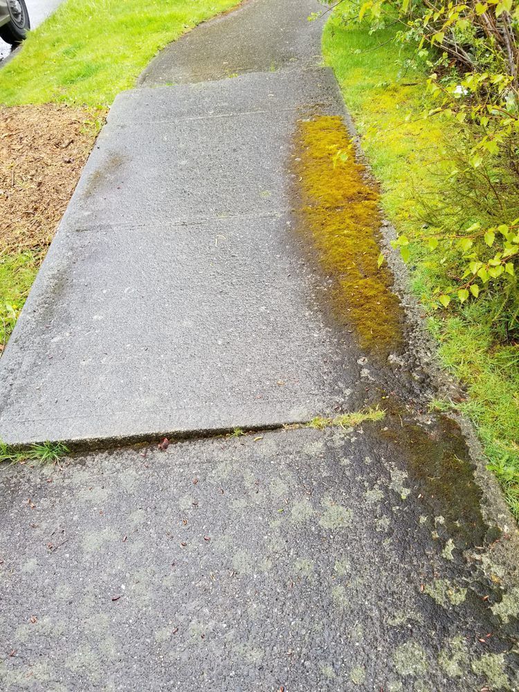 A dirty sidewalk with yellow algae growing on it.