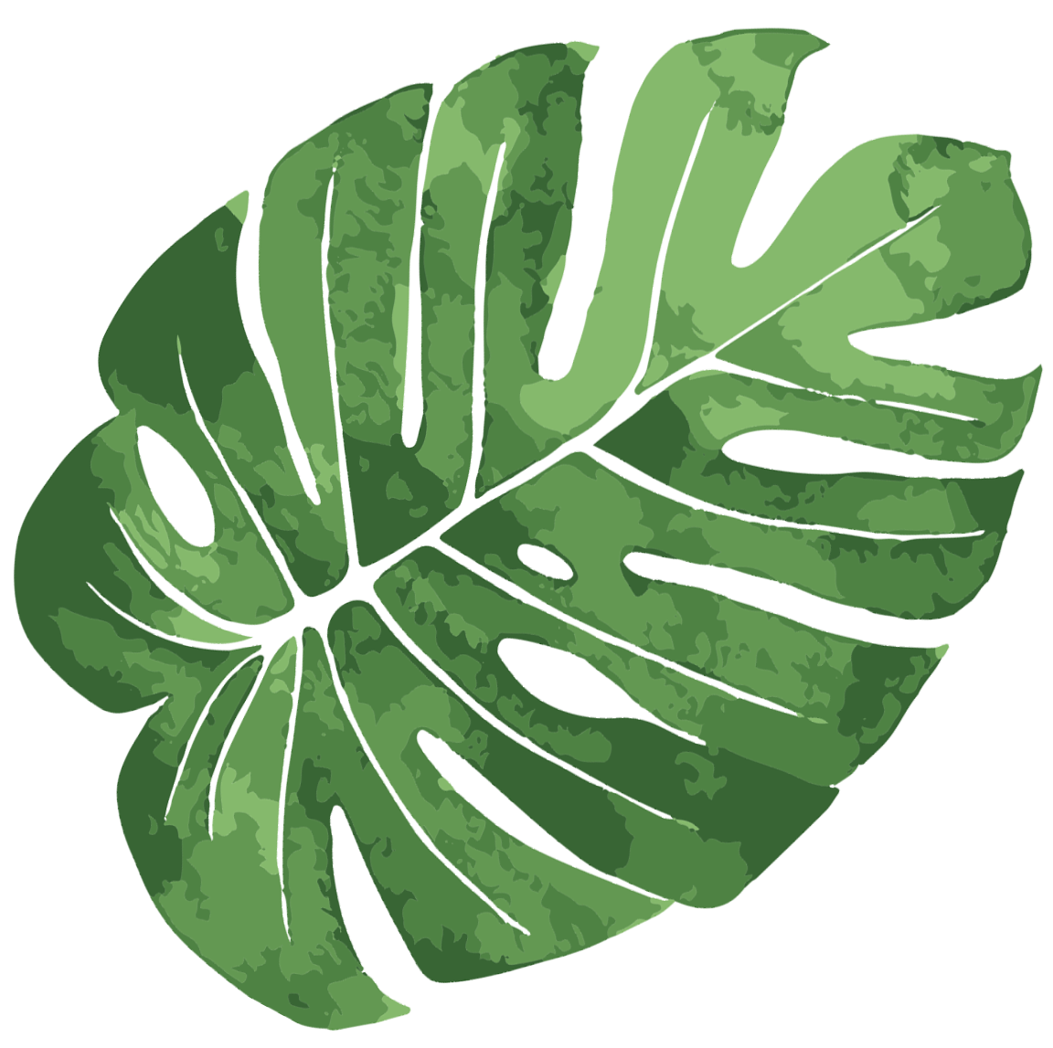 A green leaf with a white outline on a white background