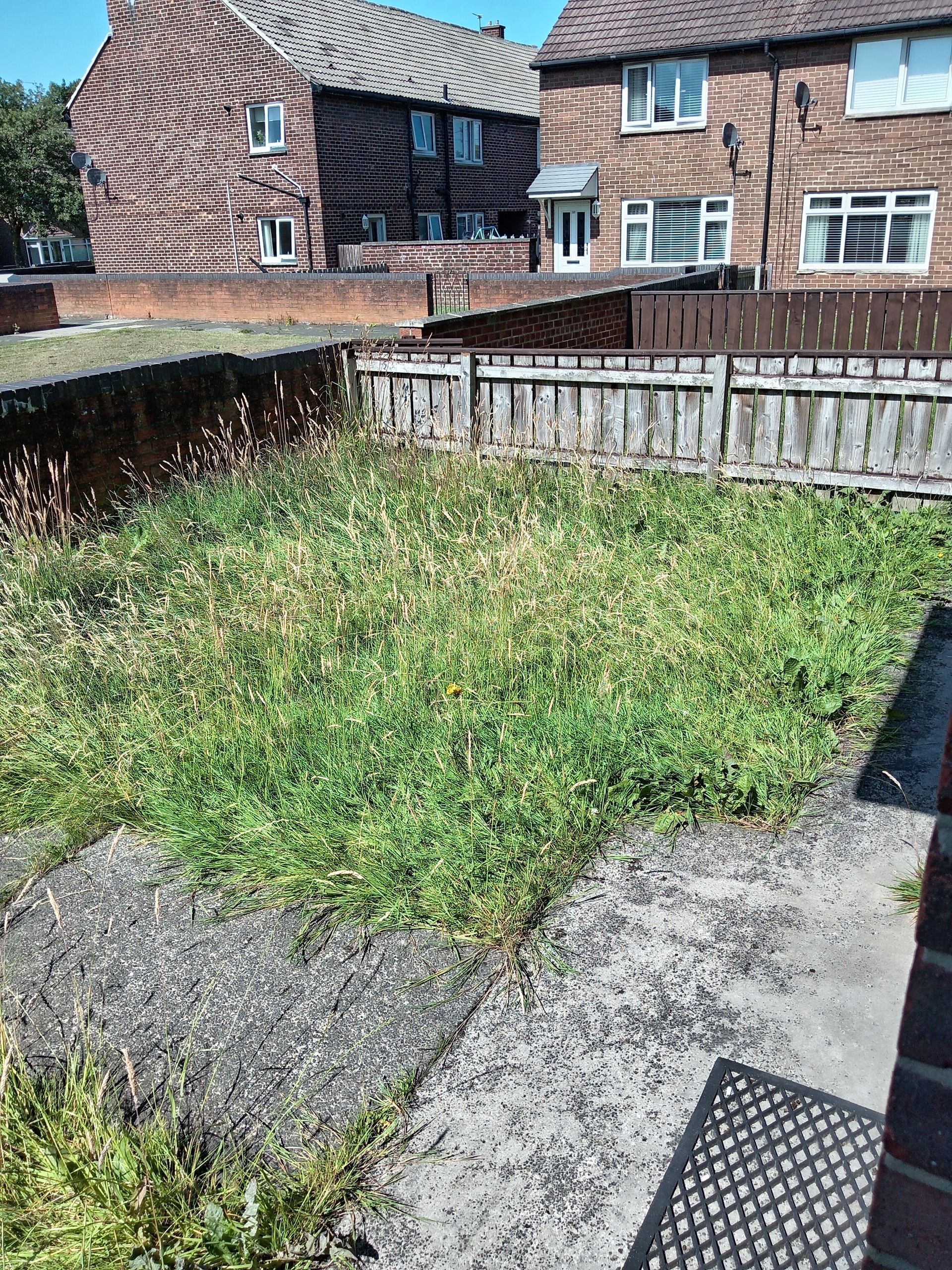 Overgrown backyard with weeds and a weathered concrete patio. Houses in the background.