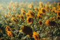 Field of bright yellow sunflowers basking in sunlight.