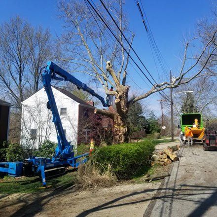 Removing Tree Using Lifting Equipment — Pittsburgh, PA — Greater Pitt Tree Service LLC