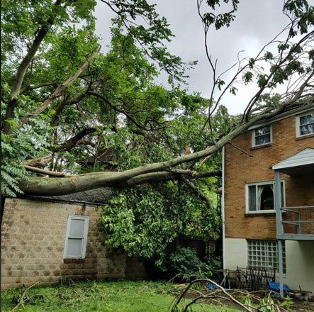 Storm Damage Tree — Pittsburgh, PA — Greater Pitt Tree Service LLC