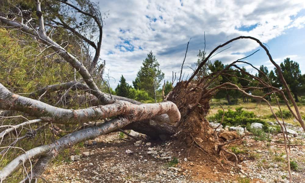 Fallen Tree After a Storm — Pittsburgh, PA — Greater Pitt Tree Service LLC