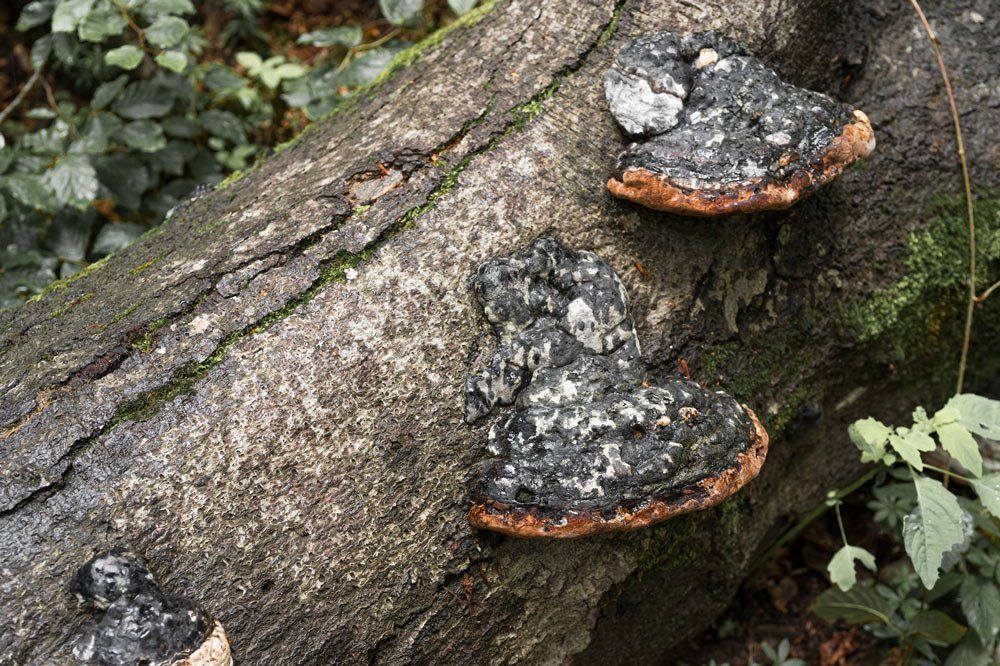 Tree Fungus — Pittsburgh, PA — Greater Pitt Tree Service LLC